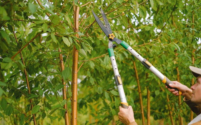 Tree trimming in Blairstown, IA